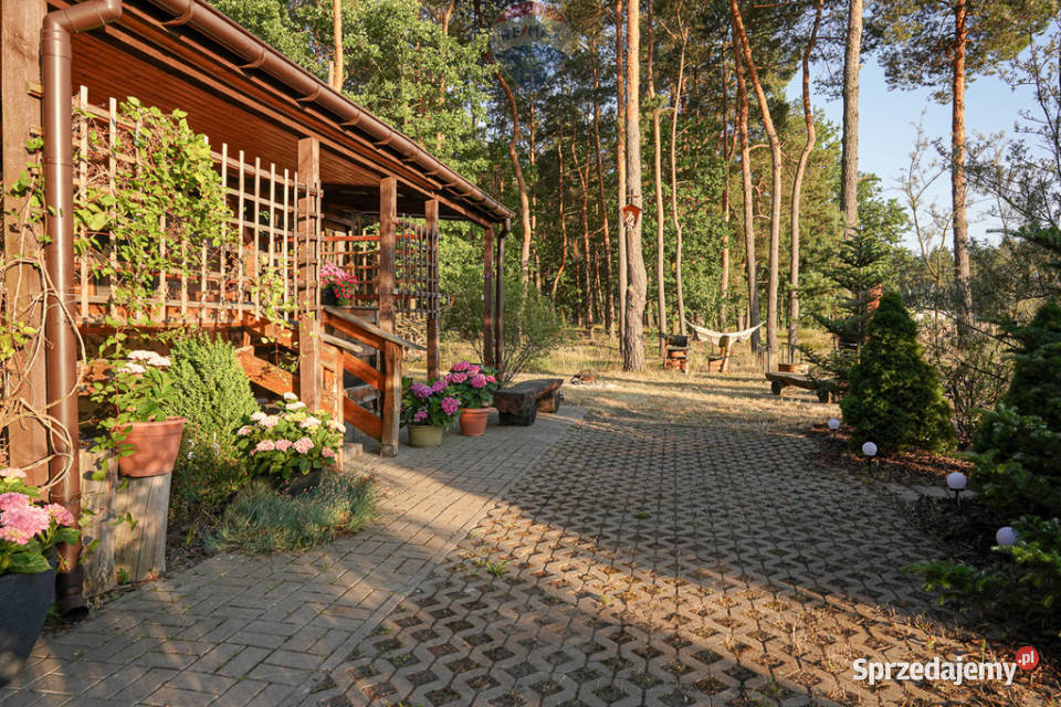 Działka leśna z domkiem na sprzedaż Liczba pokoi 1 Rozniszew