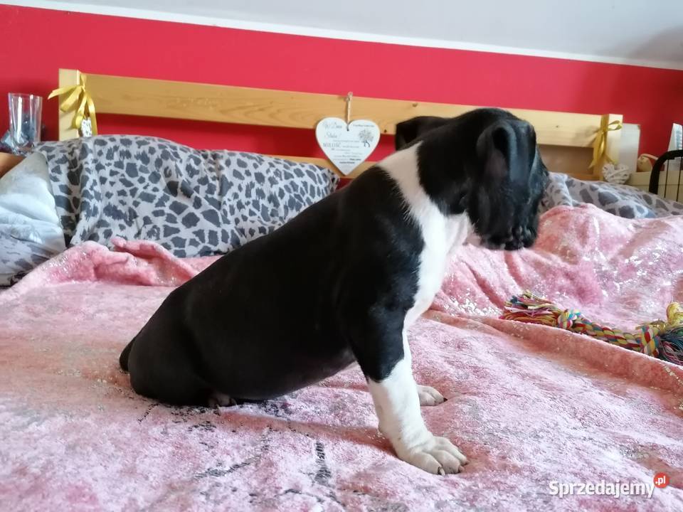 American staffordshire terrier amstaff wybitne Lubiatowo