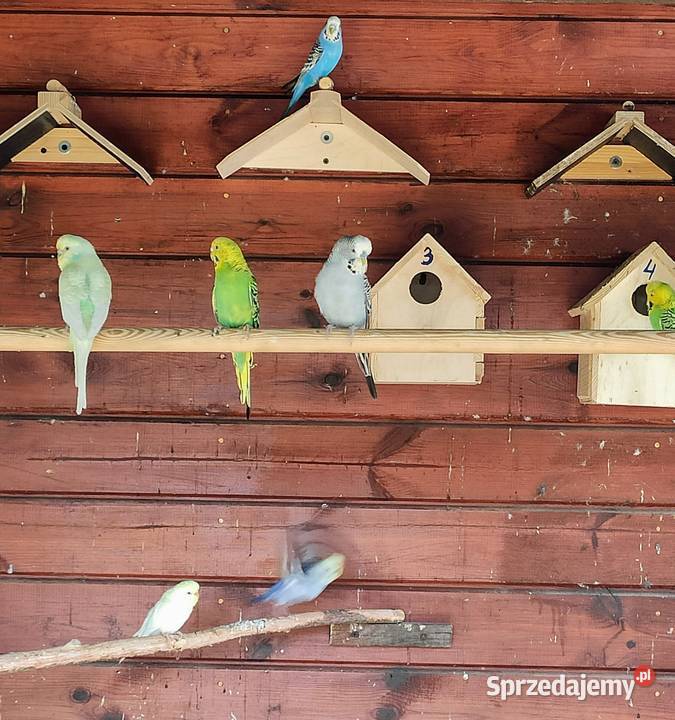 Papugi faliste Lubliniec sprzedam