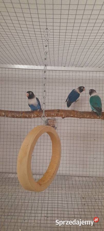 Nierozłączki czarnogłówki Ostrów Wielkopolski