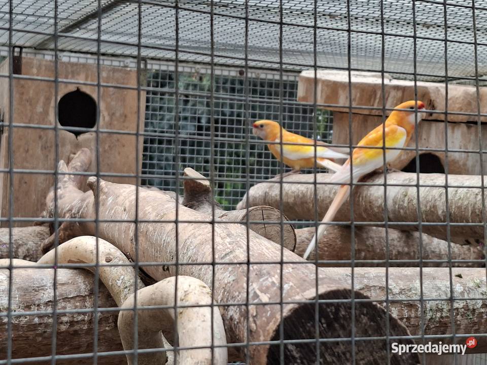 rozelle królewskie szeki dwufakturowe żółte i Czarnocin