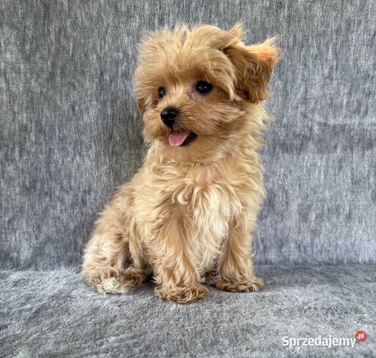 Wyjątkowe szczeniaki sunie Maltipoo F1 ojciec Psy mazowieckie Garwolin