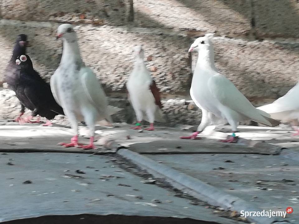 Gołębie ozdobne Mewki Dominikany sprzedam