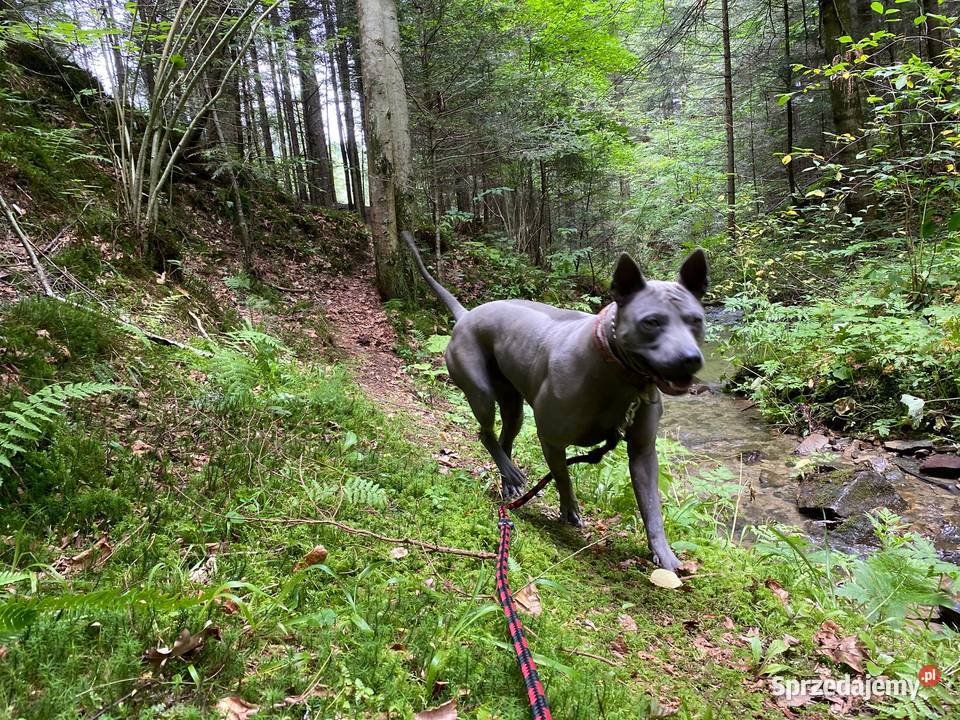 Thai Ridgeback Dog szczenięta Tarnów
