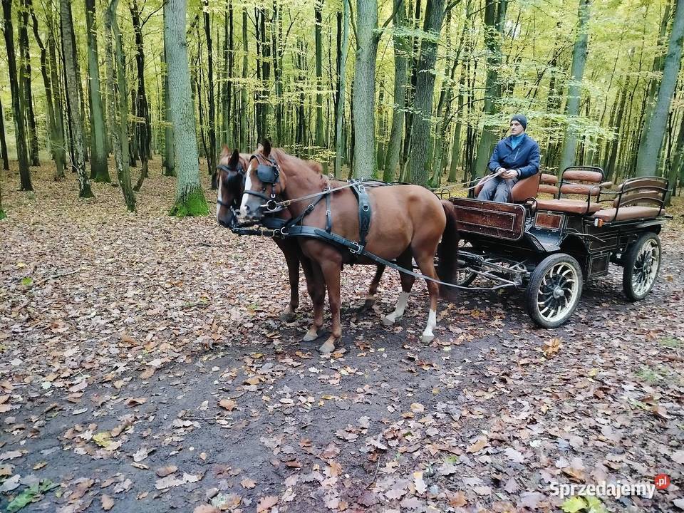 Sprzedam klacz Rogoźno sprzedam