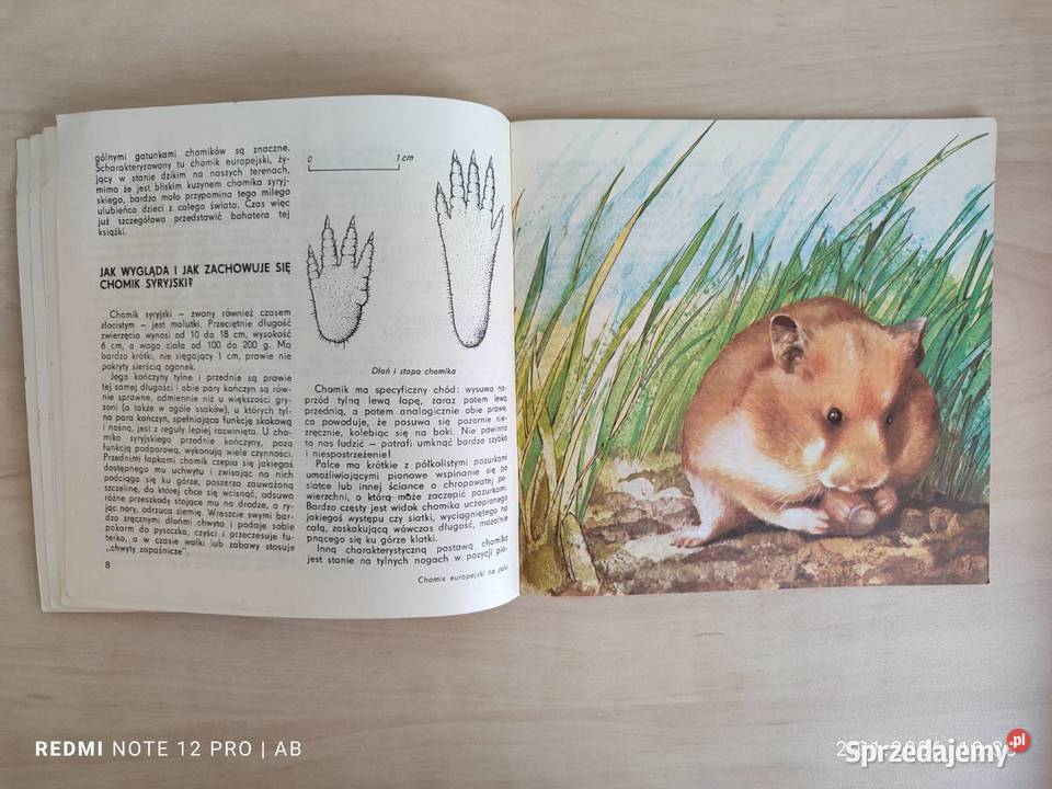 Chomik syryjski M Huszcz wyd z 1986 r Katowice