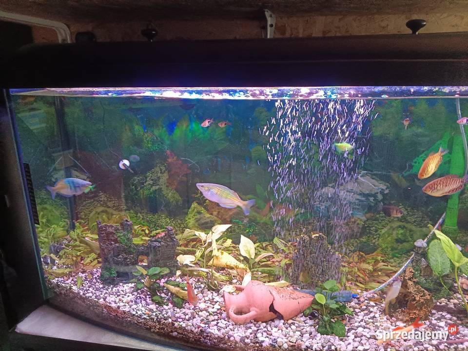 Akwarium plus rybki i pompy