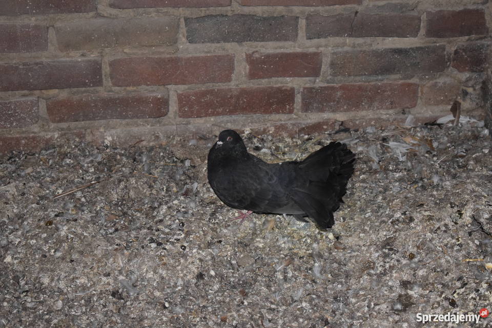 gołębie fajfry pawiki krymki Agatówka