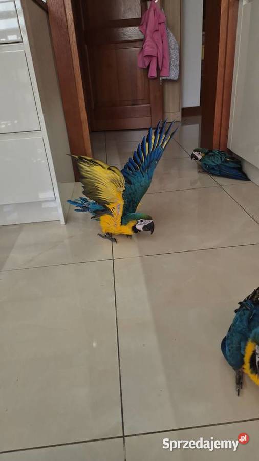Papuga Ara Ararauna