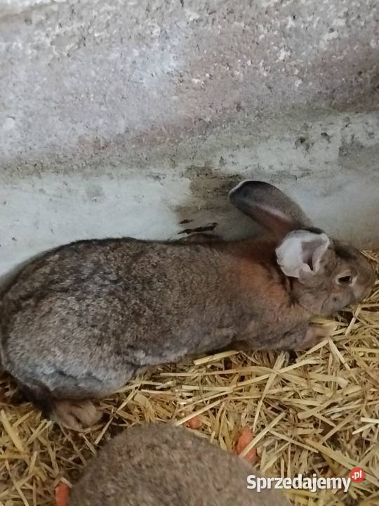 Króliki Suchożebry