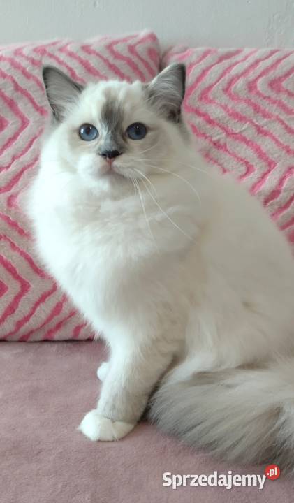 Kotka ragdoll do hodowli rodowód FPL Wrocław