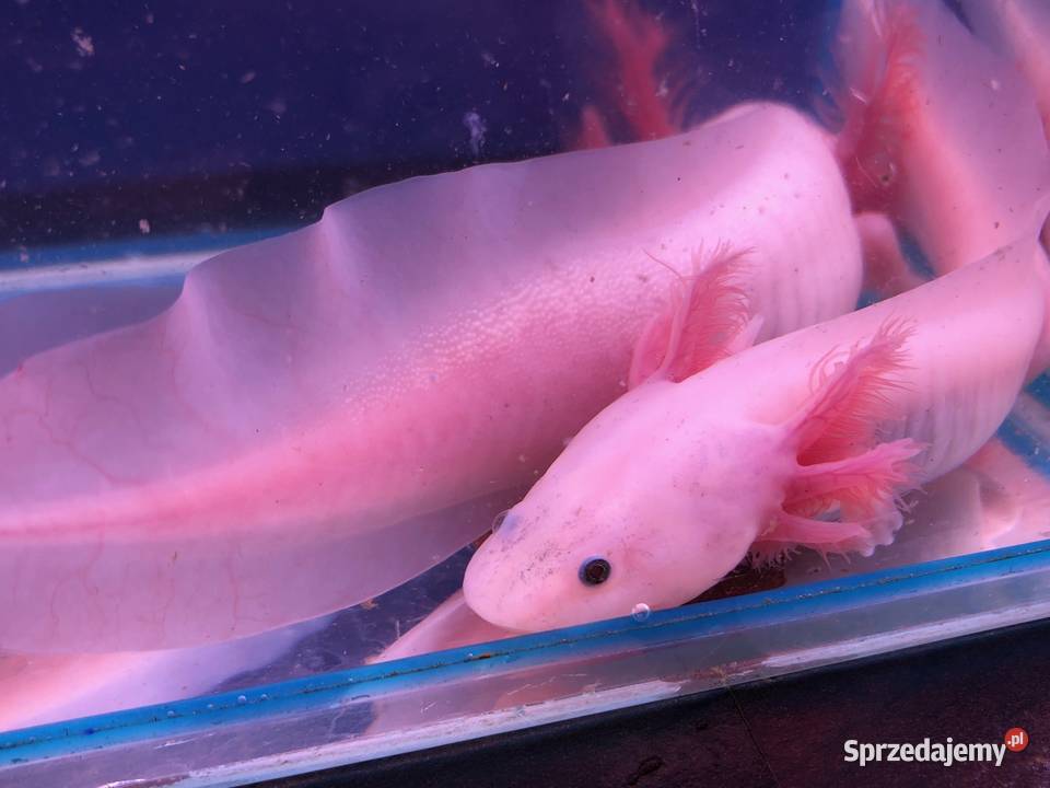 Aksolotl Ambysoma Mexicanum Salamandra Andrespol