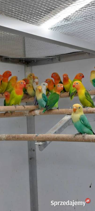 Papugi nierozłaczki Brodnica