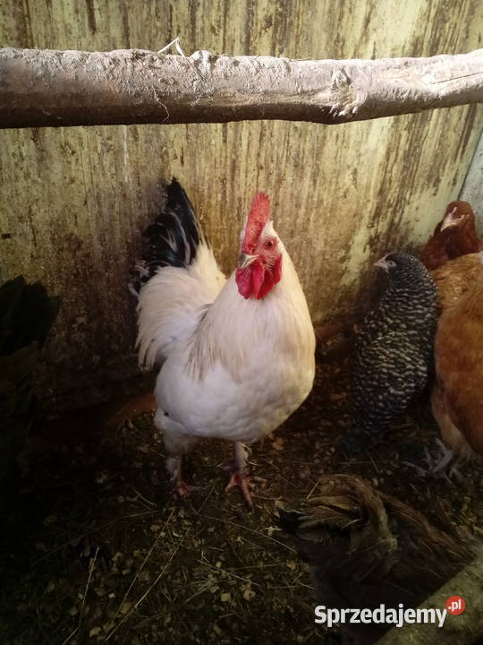 Sprzedam dwa młode kogutyspokojne małopolskie