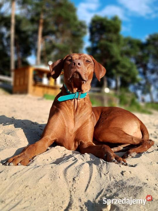 Miot RA 14 Szczeniąt Rhodesian Ridgeback szuka Kraków sprzedam