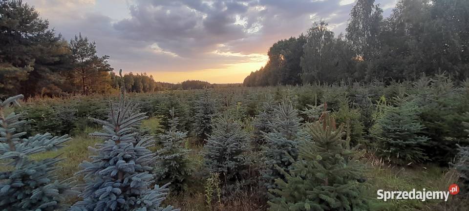 Choinki świerk srebrny srebrzysty pospolity Warszawa sprzedam