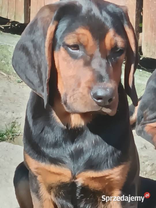 Szczenięta Gończy polski Kamionna sprzedam