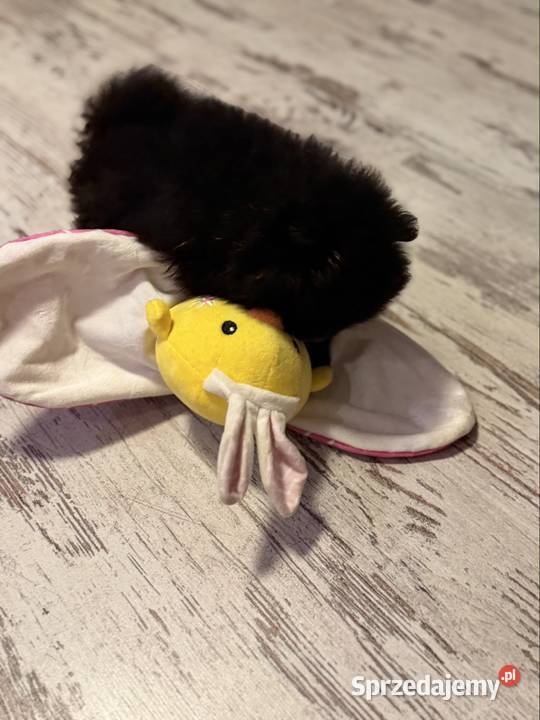 Szpic pomeranian boy Poniszowice