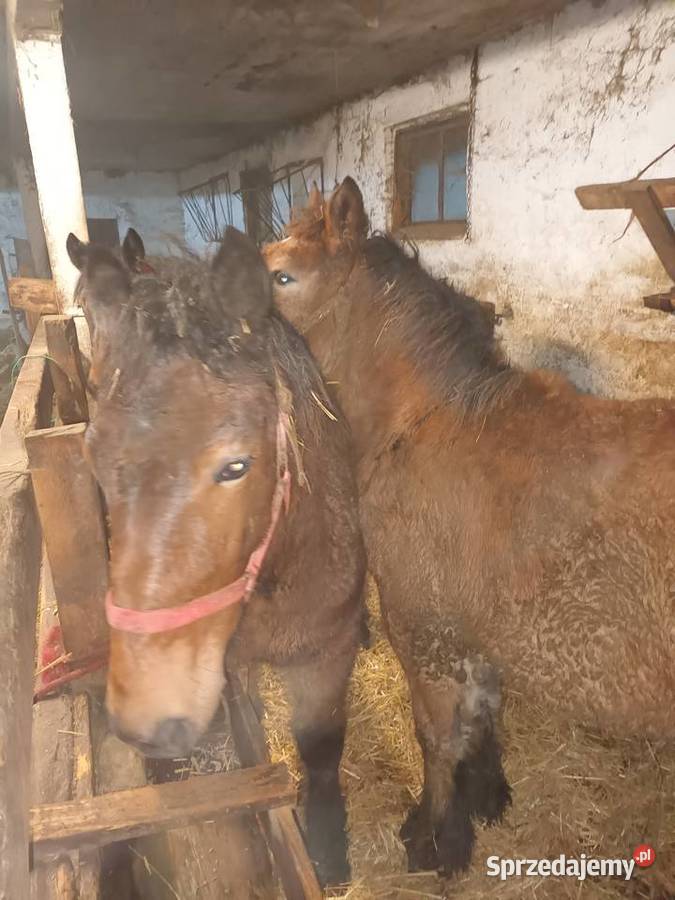 Zrobki księga główna Czyżew sprzedam