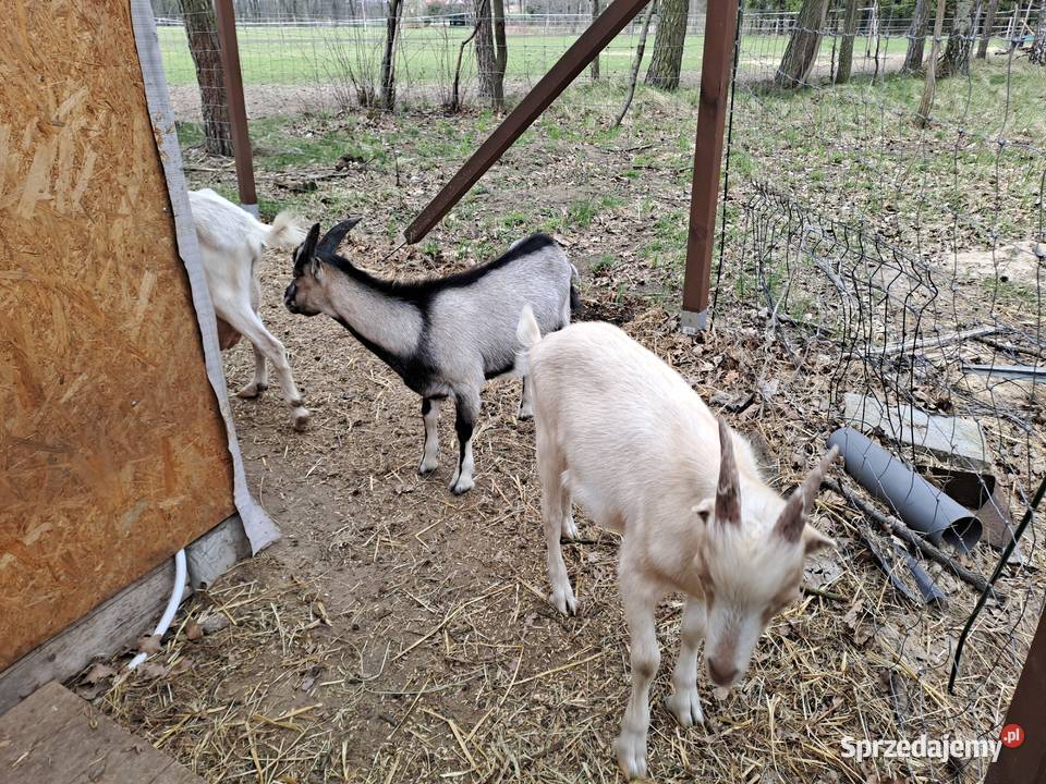 Sprzedam koziołki i kózki