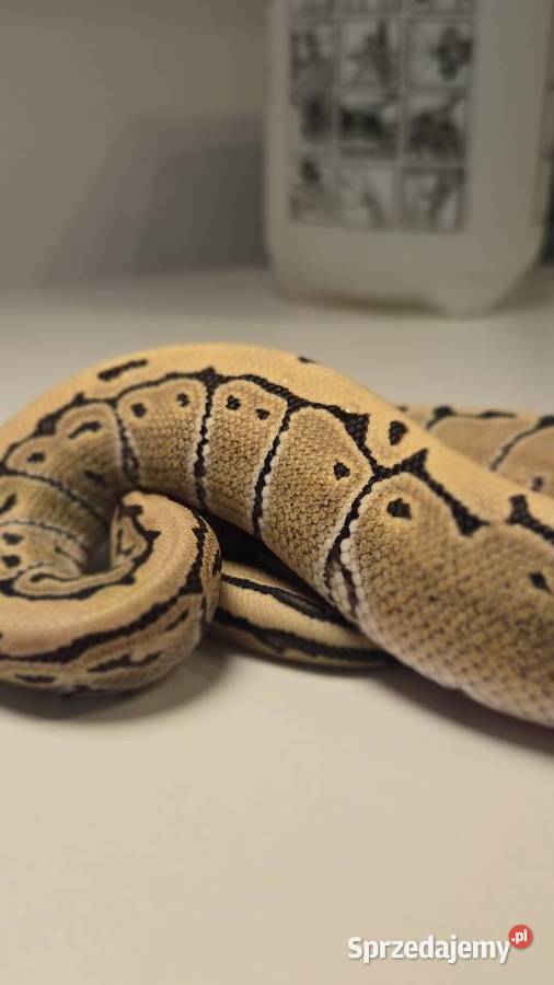 Pyton królewski Pinstripe Desert Ghost 100 het Szczecin sprzedam