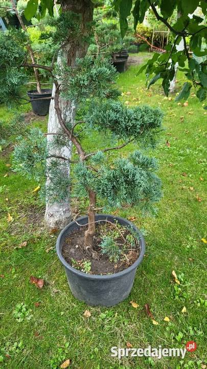 Drzewka Tuje Bonsai Najtaniej w