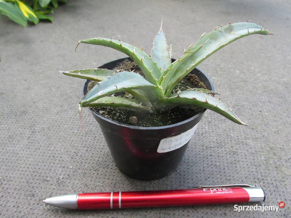 Unikatowa agawa kolekcjonerska agave Kraków