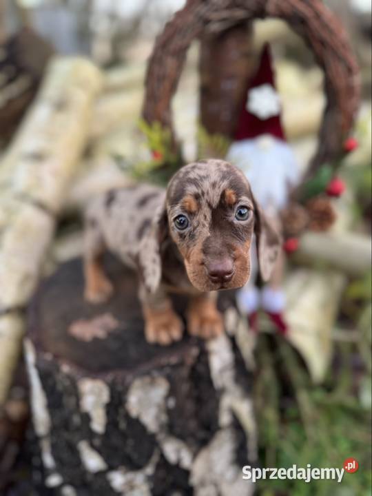Wyjątkowa Sunia Jamnik miniaturowy Choco merle z Jamnik Kraków