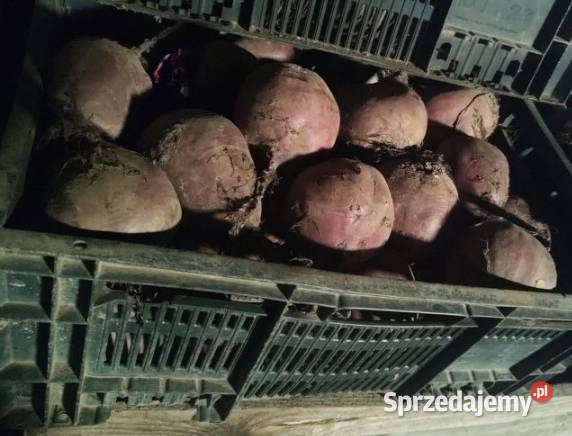 Sprzedam burak czerwony gruby 03zl Rośliny okopowe Góra Świętej Małgorzaty