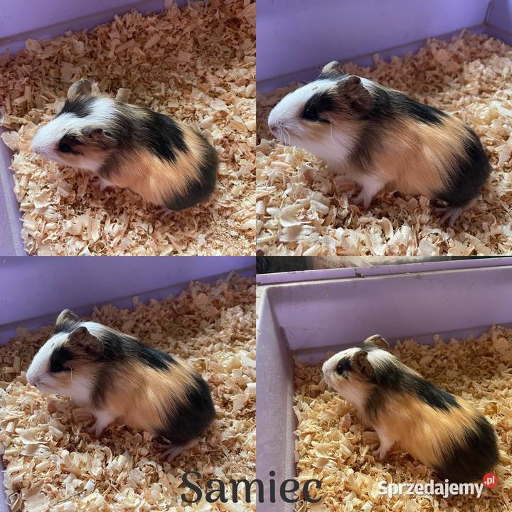 Sprzedam świnki morskie Dobra Nadzieja