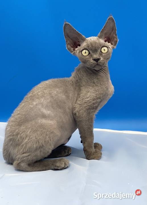 kocięta devon rex łódzkie Pabianice