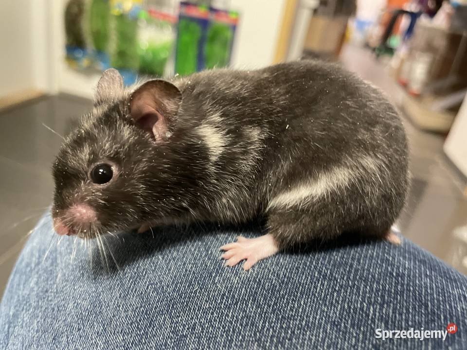 chomik syryjski różne kolory śląskie Gliwice