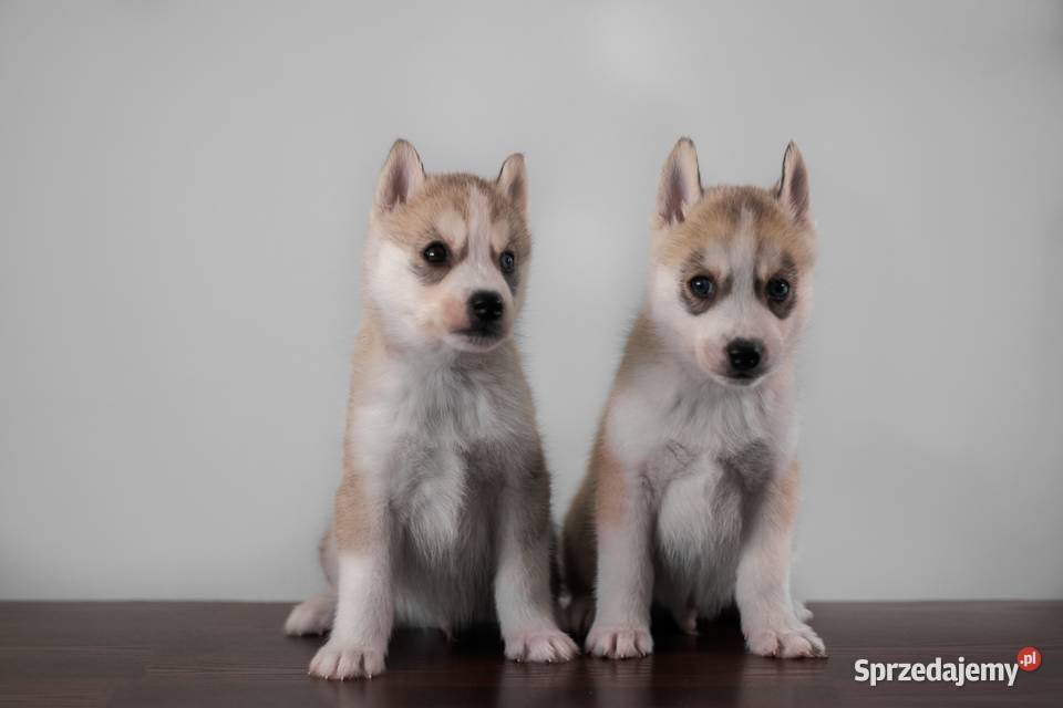 szczenięta Husky utytułowanych rodziców Gdańsk