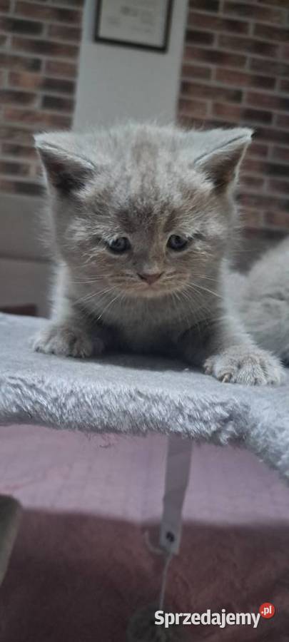 Kocięta brytyjskie liliowe z rodowodem Wrocław