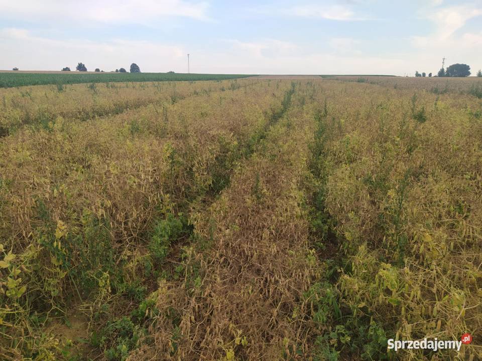 Groch Batuta Szczekociny