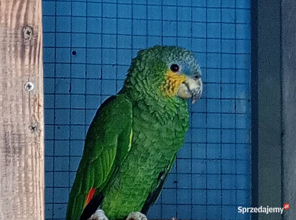 Amazonka modrobrewa kurika