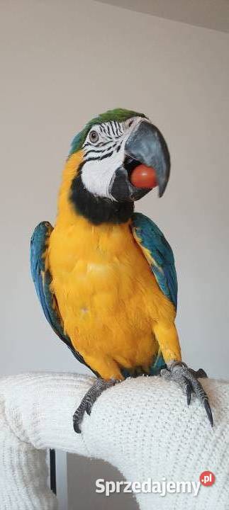 2 Ary ararauny Wadowice