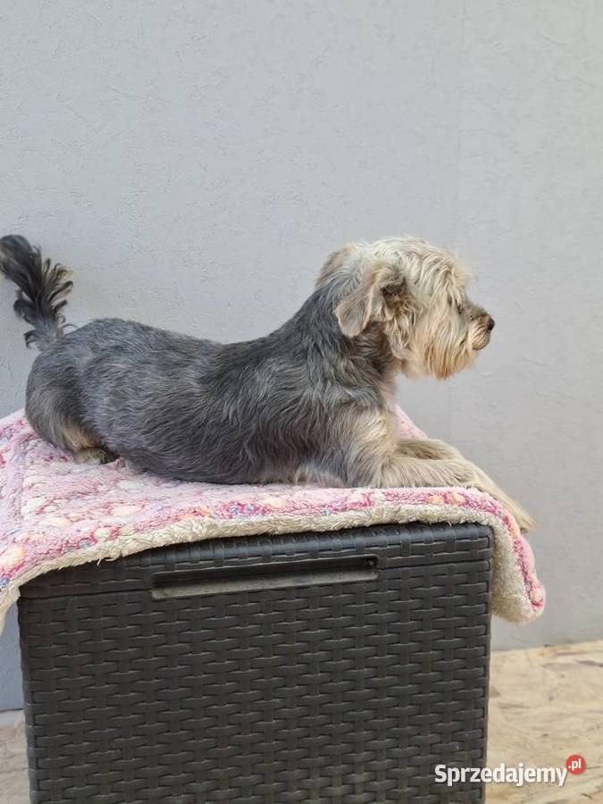 Yorkshire terrier Psary Małe