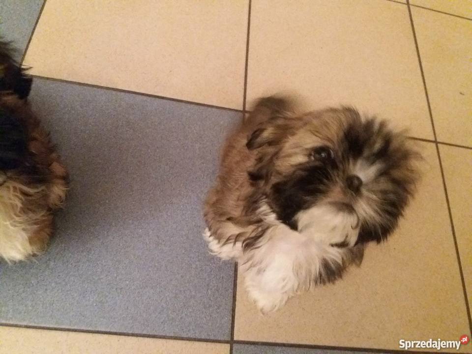 Szczenięta shih tzu Wieluń
