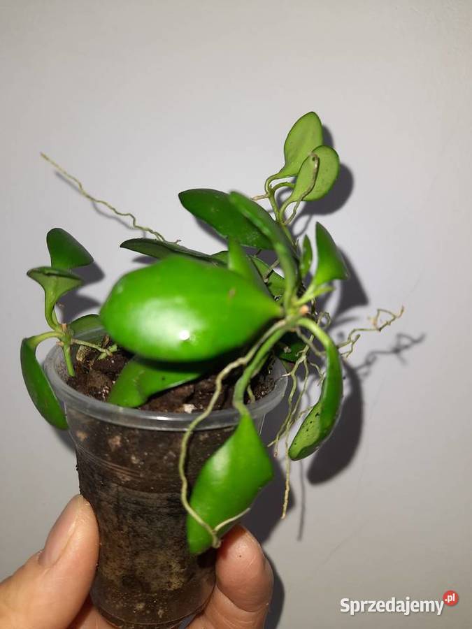 Hoya heuschkeliana hoja Kwitnące Warszawa