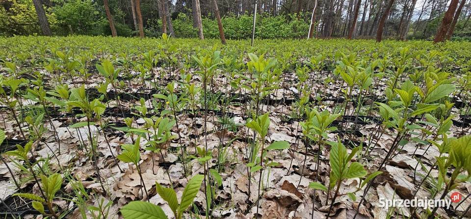 Miododajna kruszyna pospolita 3050 w doniczkach lubelskie Wisznice