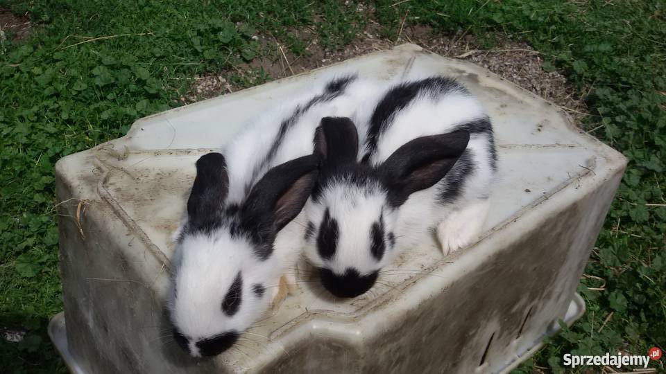 Młode króliki OSC Olbrzym Srokacz Czarny do ne Dubicze Cerkiewne