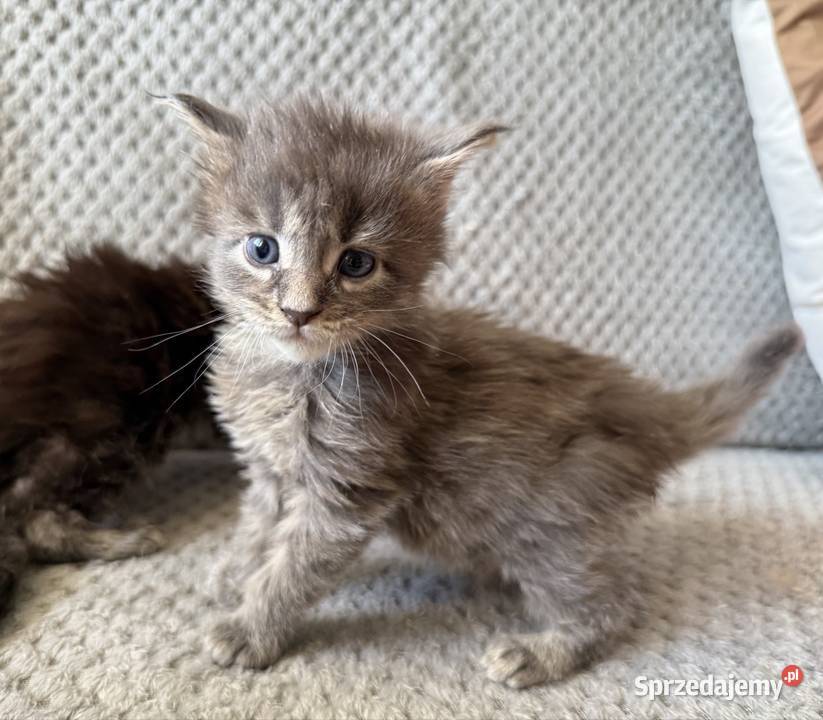 Kocięta Maine Coon odbiór na Walentynki sprzedam