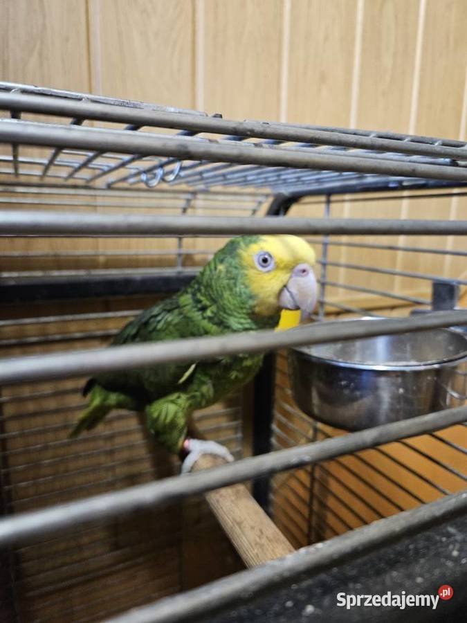 Amazonka żołtogardła Wodzisław Śląski