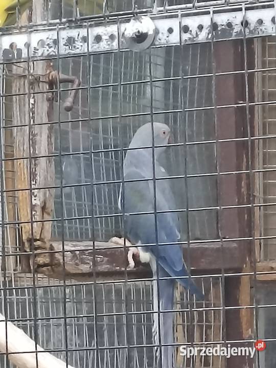 Sprzedam papugi rozelle królewskie aleksandretta Kobyłka