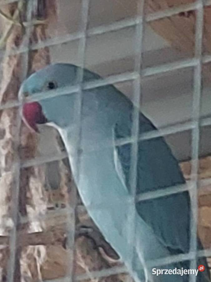 Aleksandretta obrożna Koło