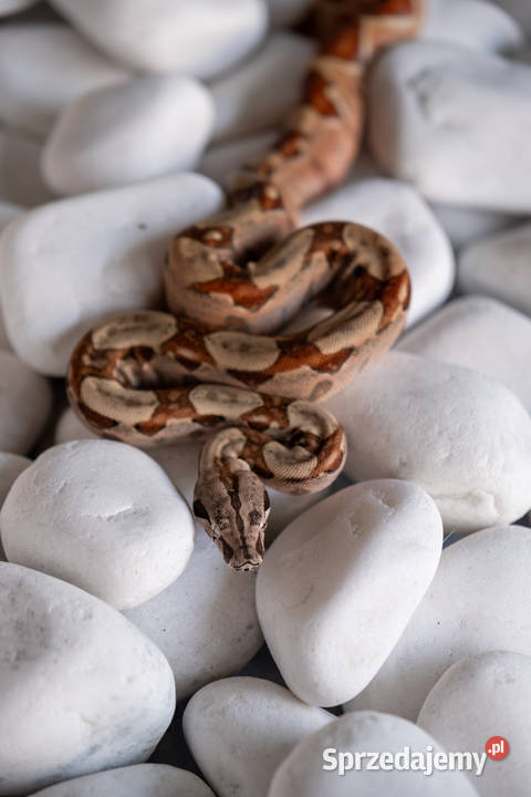 Boa hypo het albino kahl het anery t1 poss het Poznań