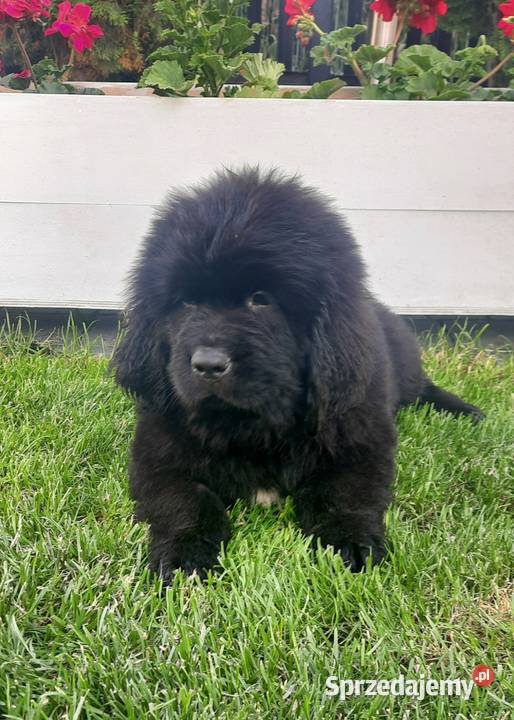 Szczeniaki Nowofundland Wodołaz ZKWP FCI Oborniki