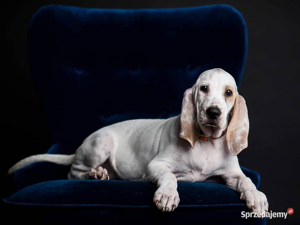 Porcelaine rodowód ZKwP FCI Warszawa sprzedam