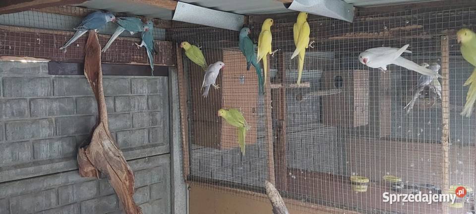 Papugi Rudosterki aleksandretty Odolanów